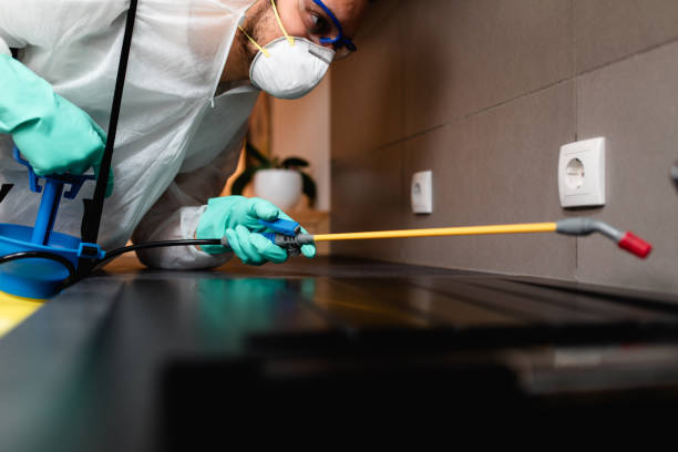 Top Rated Termite Control Services for Long-Term Protection